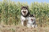 CHIEN FINNOIS DE LAPONIE 512